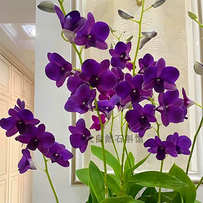 秋石斛大紫眸蓝天使石斛盆栽洋兰花卉办公室阳台绿植网红兰花苗