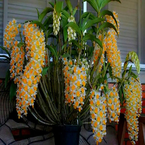 石斛兰科植物春季花量大