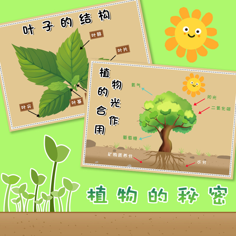 幼师口袋 种子的秘密植物发芽成长过程自然植物角环创主题墙布置