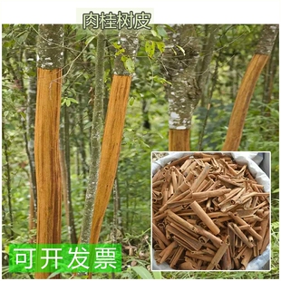 肉桂树苗 肉桂树皮 桂皮木 中国药材陈桂 肉桂 中国肉桂 玉桂肉桂