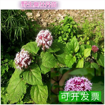 矮桐子臭牡丹新鲜草药大红花臭八宝大红袍叶臭牡丹苗臭牡丹根枫草