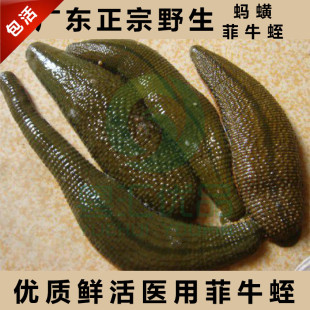 水蛭活体 蚂蟥活体 菲牛蛭苗吸血蚂蟥水蛭素药用金边蚂蝗养殖蚂蝗