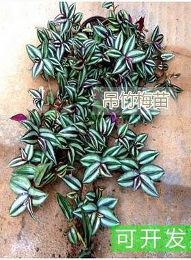 吊竹梅苗 吊兰 吊竹梅 竹节吊兰 盆栽 紫叶吊竹梅 紫吊兰大盆花苗