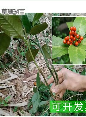 草珊瑚苗 满山香观音茶苗九节花苗接骨木 全株入药形态秀丽可盆栽