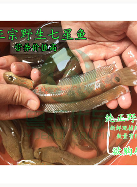 活体七星鱼月鳢红点雷龙鱼肉食猛鱼（活体包损）红月活体观赏食用