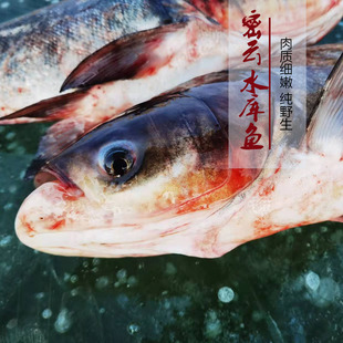 【求真】密云生态野胖头鱼 花鲢鱼 有一条就必真一条