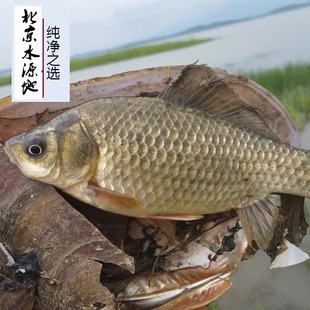 生态养殖野鲫鱼源自密云北京水源地现杀50元2斤 2份4斤包邮顺丰