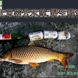 【求真】密云本生态养殖鲤鱼鳜鱼方鱼武昌鱼