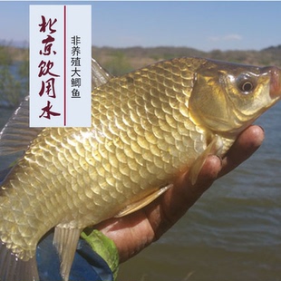 野【大鲫鱼】源自密云北京水源地现杀 一份2斤 4斤包邮 顺丰