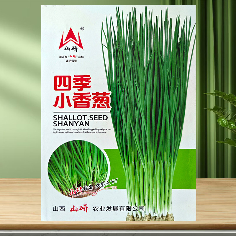 四季种子阳台盆栽庭院小香葱包邮