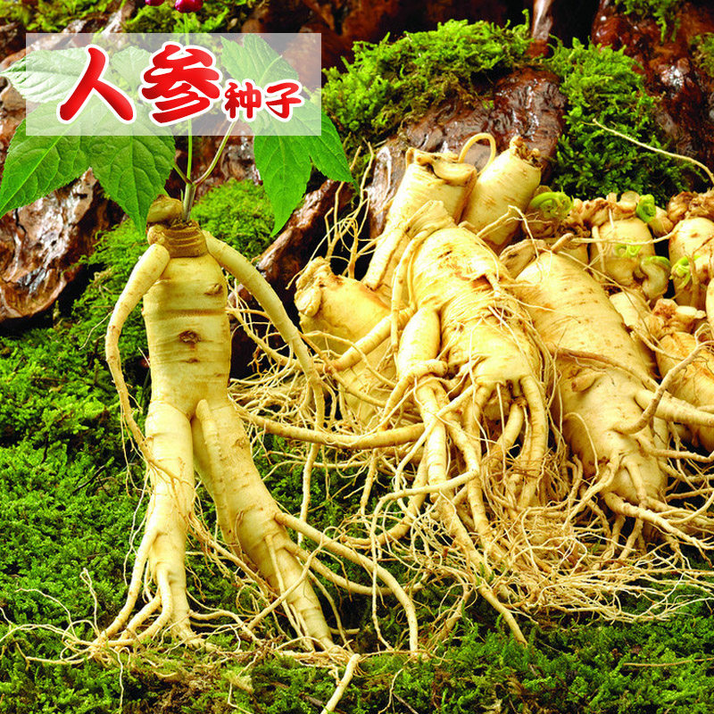 人参种子东北三宝名贵药材种子长白山 蔬菜种籽春秋冬四季播阳台