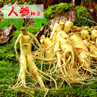 人参种子东北三宝名贵药材种子长白山 蔬菜种籽春秋冬四季播阳台