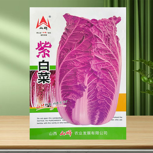 蔬菜种子高产基地秋季大白菜籽