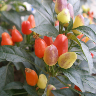 辣椒种子樱桃红泡椒种籽辣味香浓颜色光亮可腌渍火锅椒2g蔬菜种孑