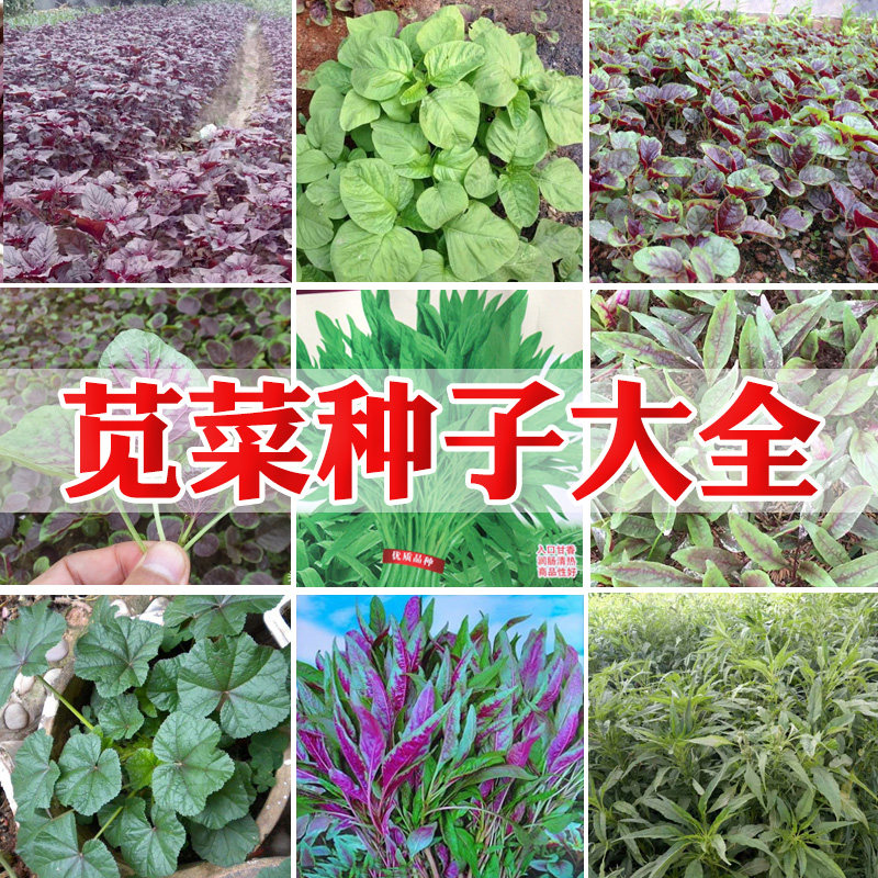绿叶苋菜种子青苋菜种籽花红柳叶蔬菜种籽农家四季春夏秋阳台种孑