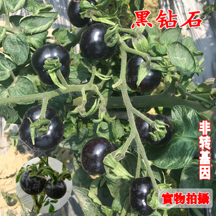 黑骑士樱桃黑番茄种子四季黑西红柿种苗种籽水果蔬菜菜种孑阳台