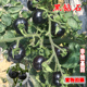 黑骑士樱桃黑番茄种子四季 黑西红柿种苗种籽水果蔬菜菜种孑阳台