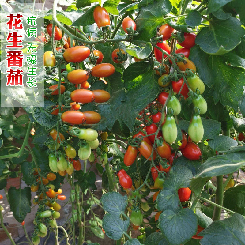红花生番茄种子超甜圣女果樱桃番茄花生柿子种籽春季阳台蔬菜种孑