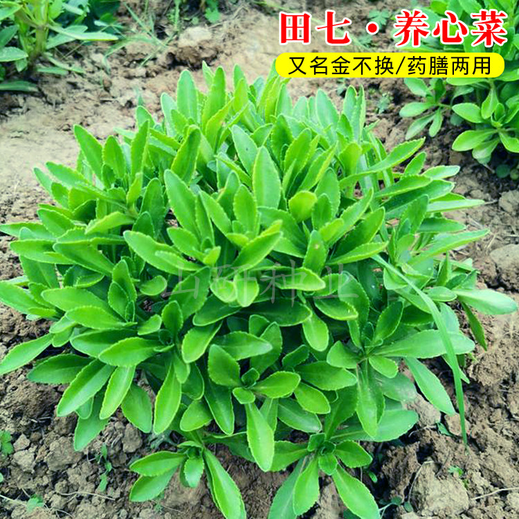 田七穿心莲籽养心菜三七救心菜抖音爆款阳台特菜春秋四季蔬菜种孑