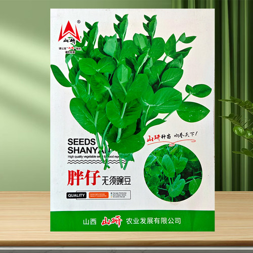 肥仔豌豆苗龙须菜阳台蔬菜种子