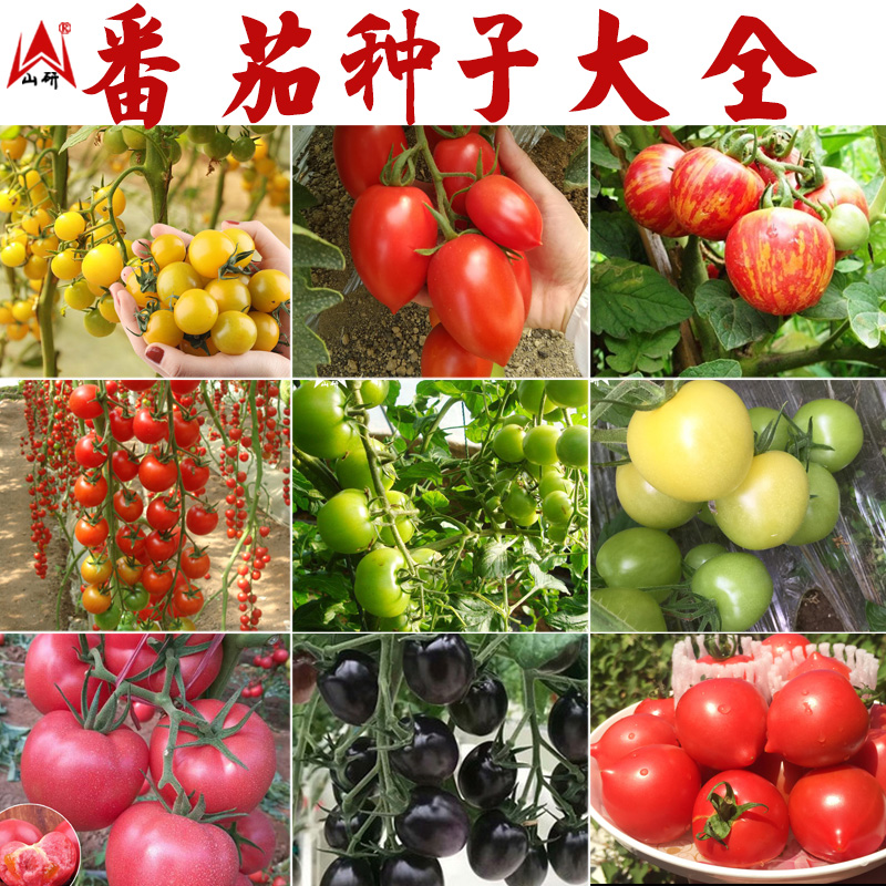 瀑布小番茄种子超甜圣女果番茄种子孑苗西红柿种子