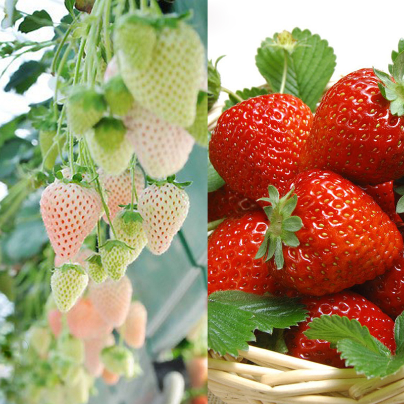 奶油草莓水果种子牛奶草莓种子 蔬菜种子阳台庭院  苗不接急单
