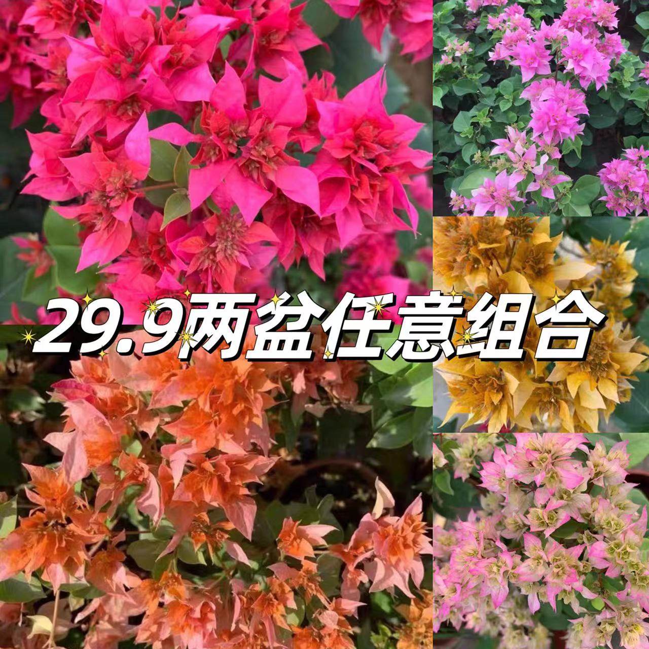 重瓣西施粉 怡锦 重瓣红 三角梅阳台植物花卉勤花易养广州发货