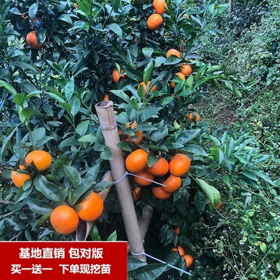 广东沃柑树苗南北方种植柑桔盆栽嫁接亚热带水果橘子庭院地载果苗