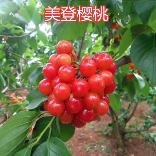 嫁接樱桃苗大樱桃树大红灯樱桃果树苗盆栽地栽果树苗南北方种植