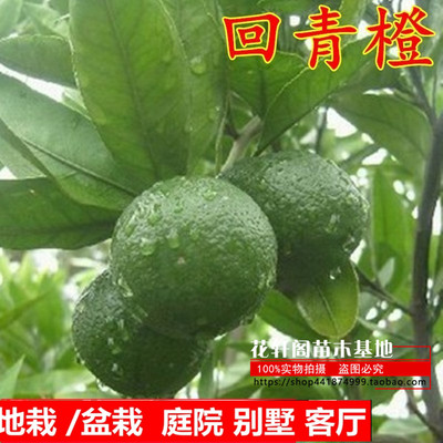 新品正宗金华玳玳果苗盆栽苦橙代代树苗 回青橙 酸橙带果原土