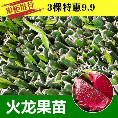 火龙果苗果园盆栽火龙果树苗红心红肉火龙果苗带根发货当年结果