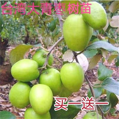 台湾牛奶大青枣树苗牛奶枣阳台庭院脆甜多汁直销苗种植地栽南北方