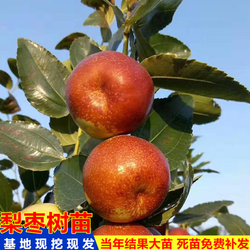 嫁接枣树苗特大中华大梨枣当年结果枣子树苗南北方庭院种植果树苗