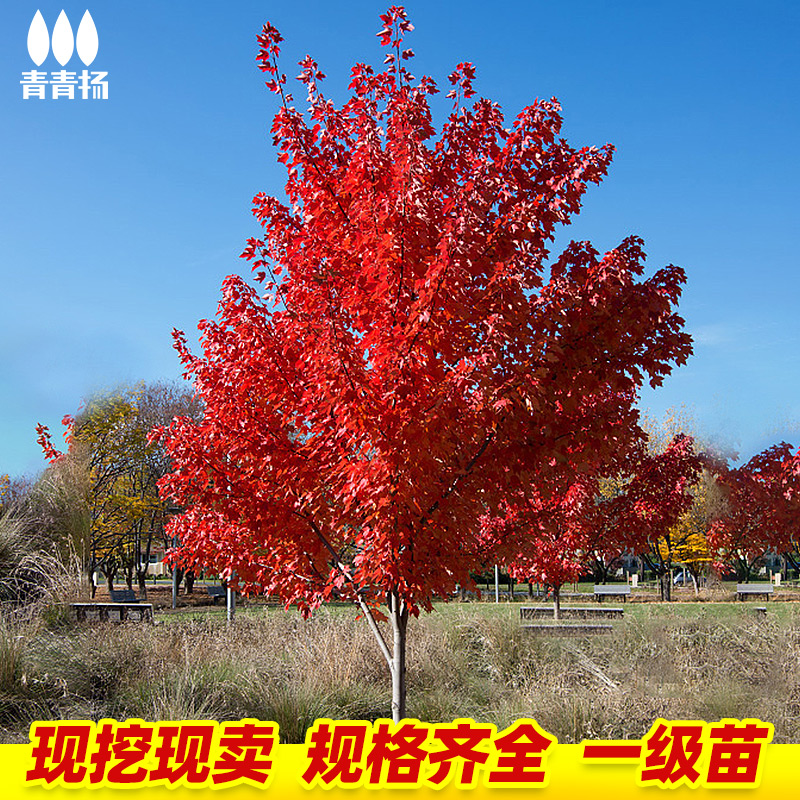 美国红枫树苗园林庭绿化工程苗木红点红冠秋火焰室外行道风景大树
