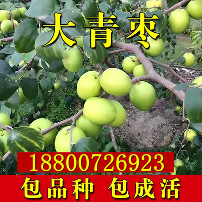 台湾大青枣树苗嫁接牛奶脆甜枣南北方阳台盆栽庭院地栽当年结果苗