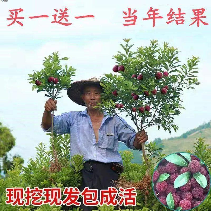 嫁接杨梅树苗东魁杨梅苗适合南方北方种植阳台庭院黑高峰杨梅苗