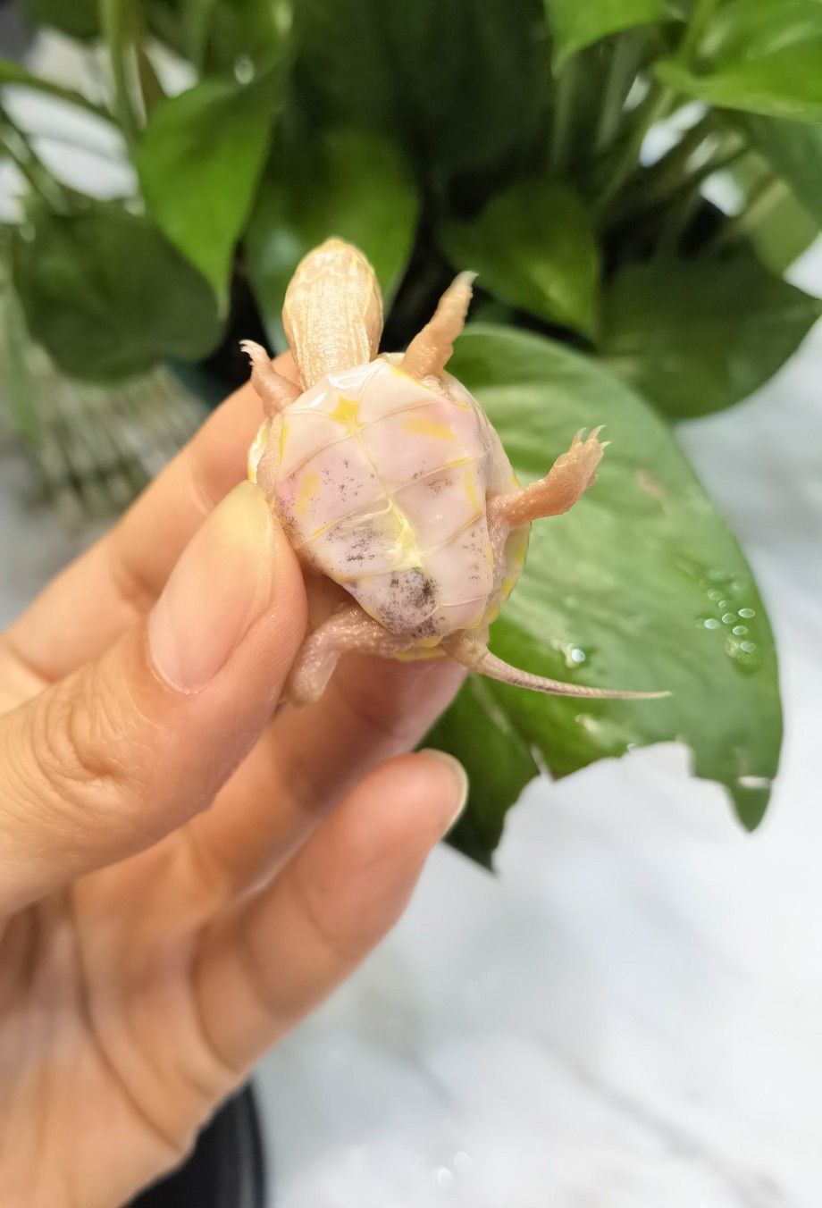 悖论黄化草龟苗t 悖论变异中华草龟活体龟宠物龟黄化变异草龟乌龟
