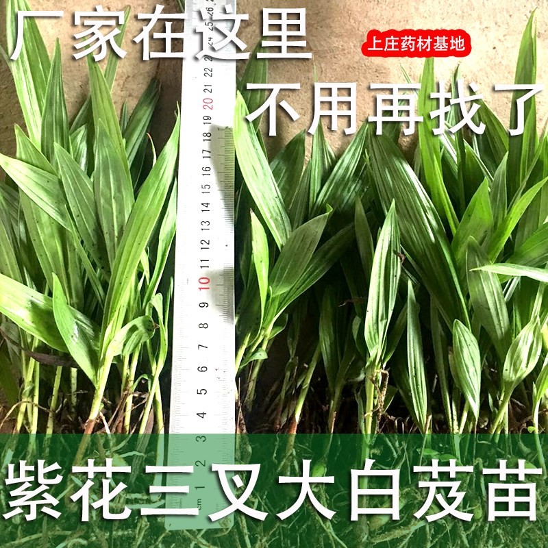 白芨基地紫花三叉包活现挖新鲜