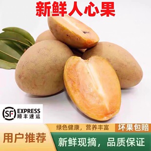 云南西双版纳人心果人参果仙人果新鲜孕妇水果果园现摘顺丰包邮