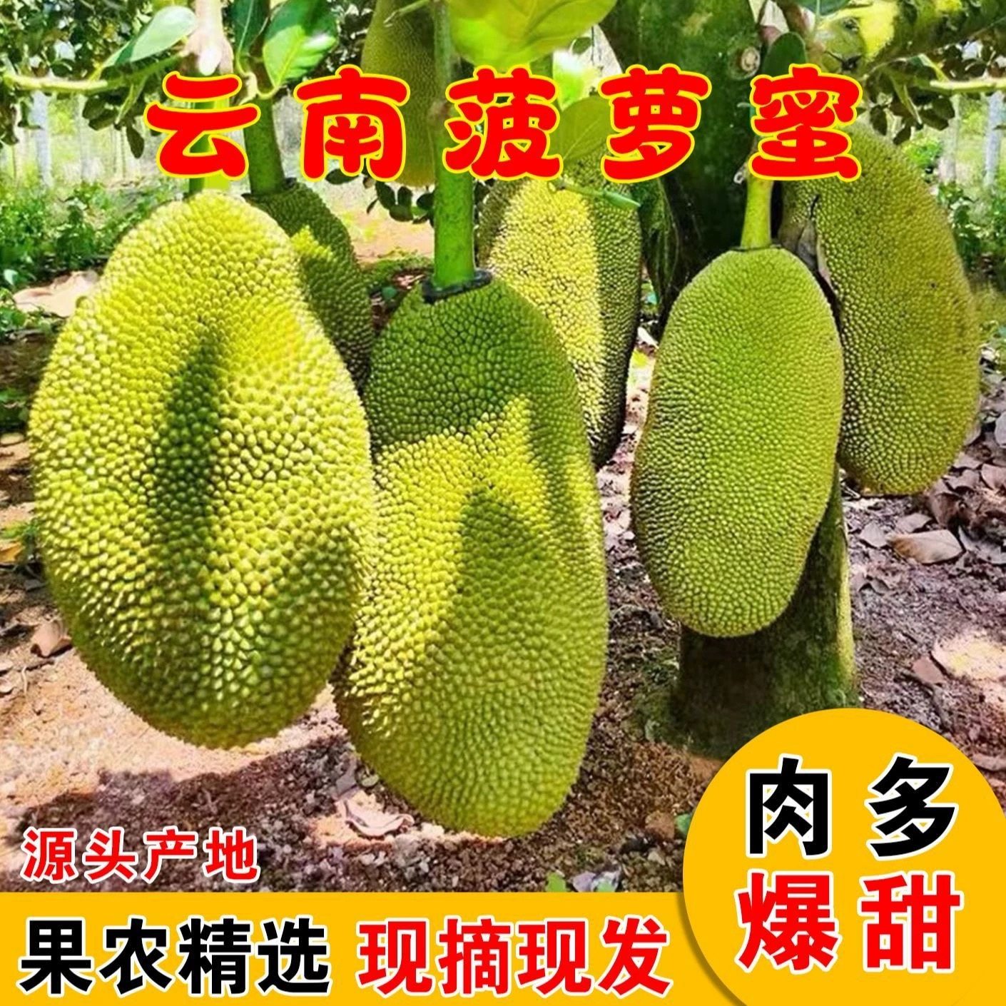 云南西双版纳菠萝蜜当季现摘新鲜热带水果黄肉整箱一整个包邮,水产肉类/新鲜蔬果/熟食,菠萝蜜,淘宝优惠券,粉丝福利购,淘宝优惠卷