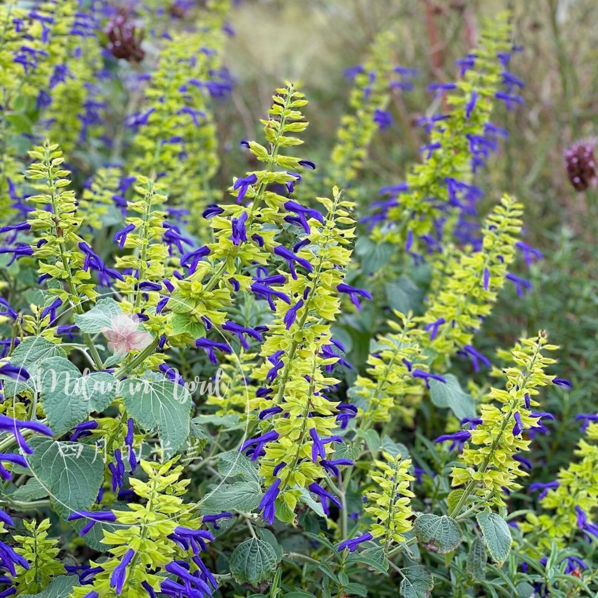 新品墨西哥鼠尾草石灰灯多年生耐寒耐热宿根花卉景观搭配植物盆栽
