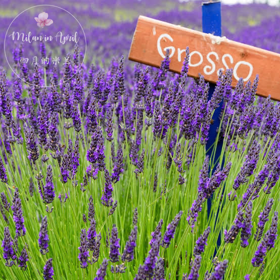 英国杂交系薰衣草格罗索 盆栽驱蚊植物室外适合夏天种养花卉网红