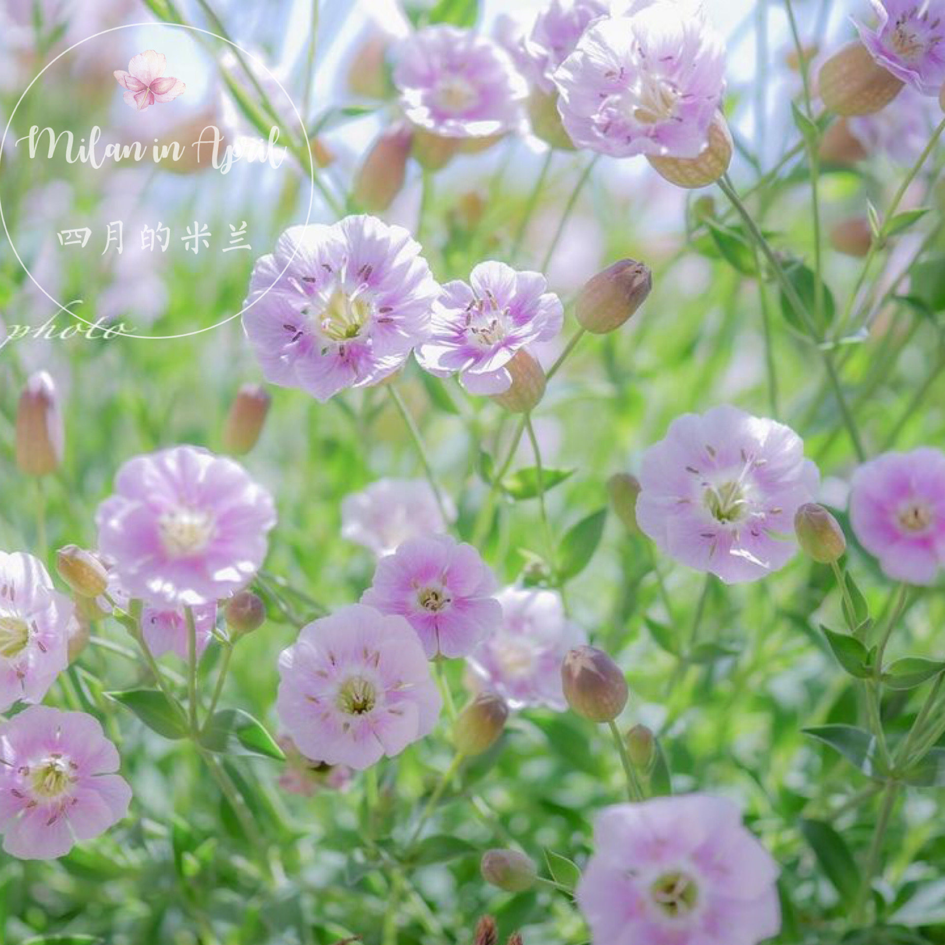 进口新品 粉色海滨蝇子草 春季耐寒庭院花园阳台美观植物盆栽花苗