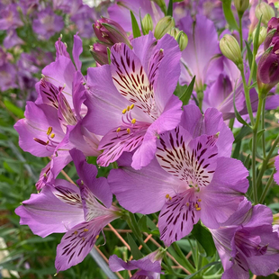 四月的米兰进口品种盆栽多年生高贵紫六出花秘鲁百合 水仙百合 苗