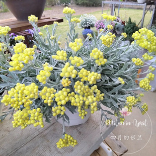 进口新品稀有银叶蜡菊黄宝石簇宿根盆栽花室内阳台花园多年生多花