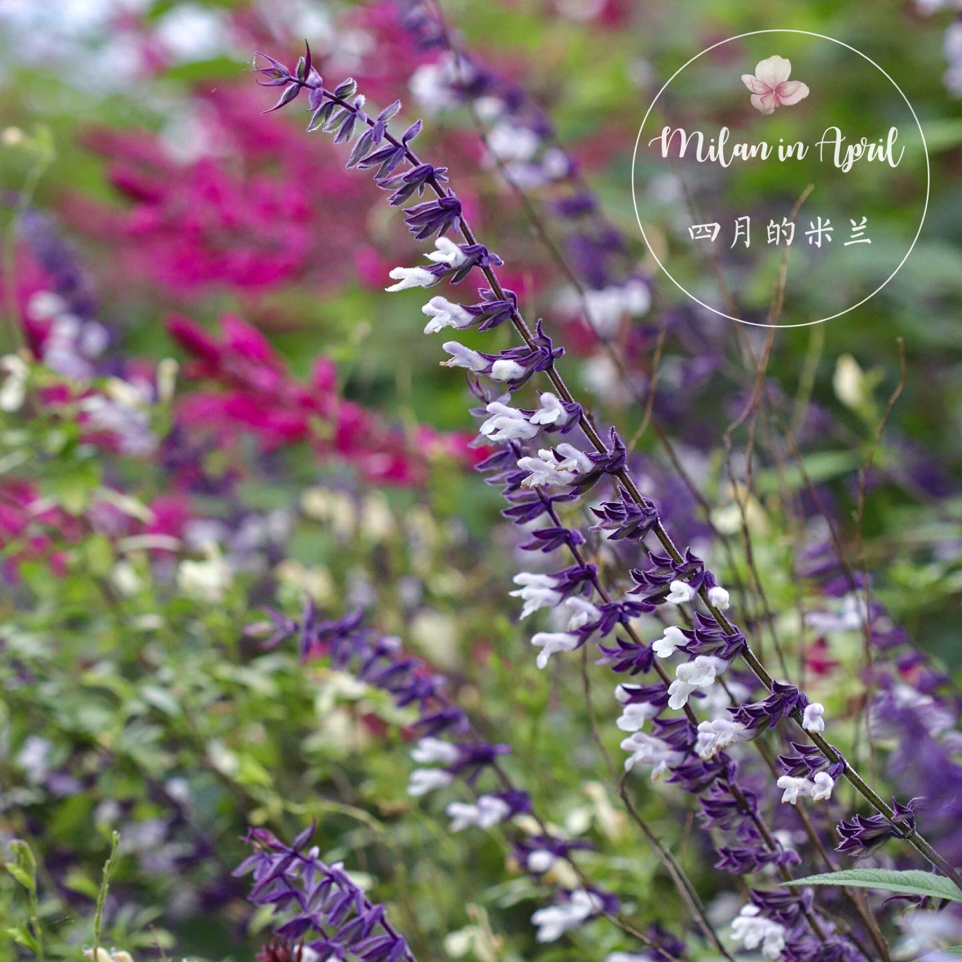 杂交鼠尾草双色香草花境植物耐热耐旱庭院阳台盆栽多年生多花爆盆