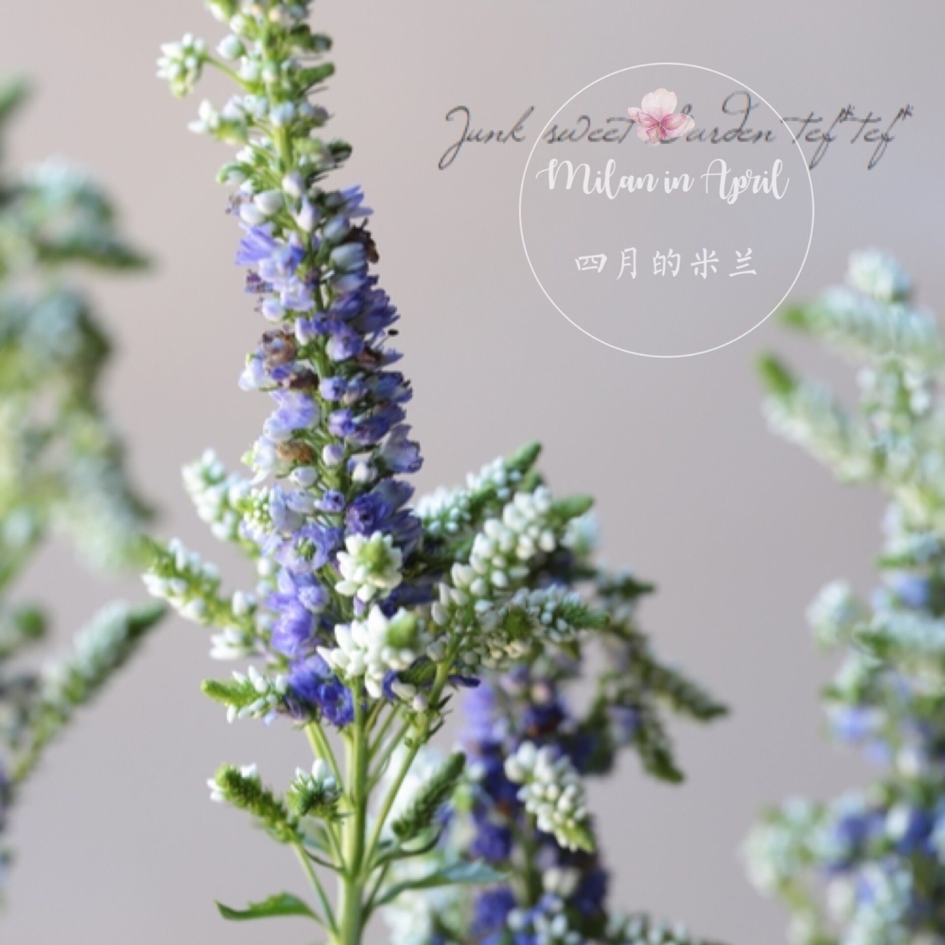 奔蓝重瓣宿根婆婆纳花园阳台花镜多季节年生观花观叶植物切花耐热