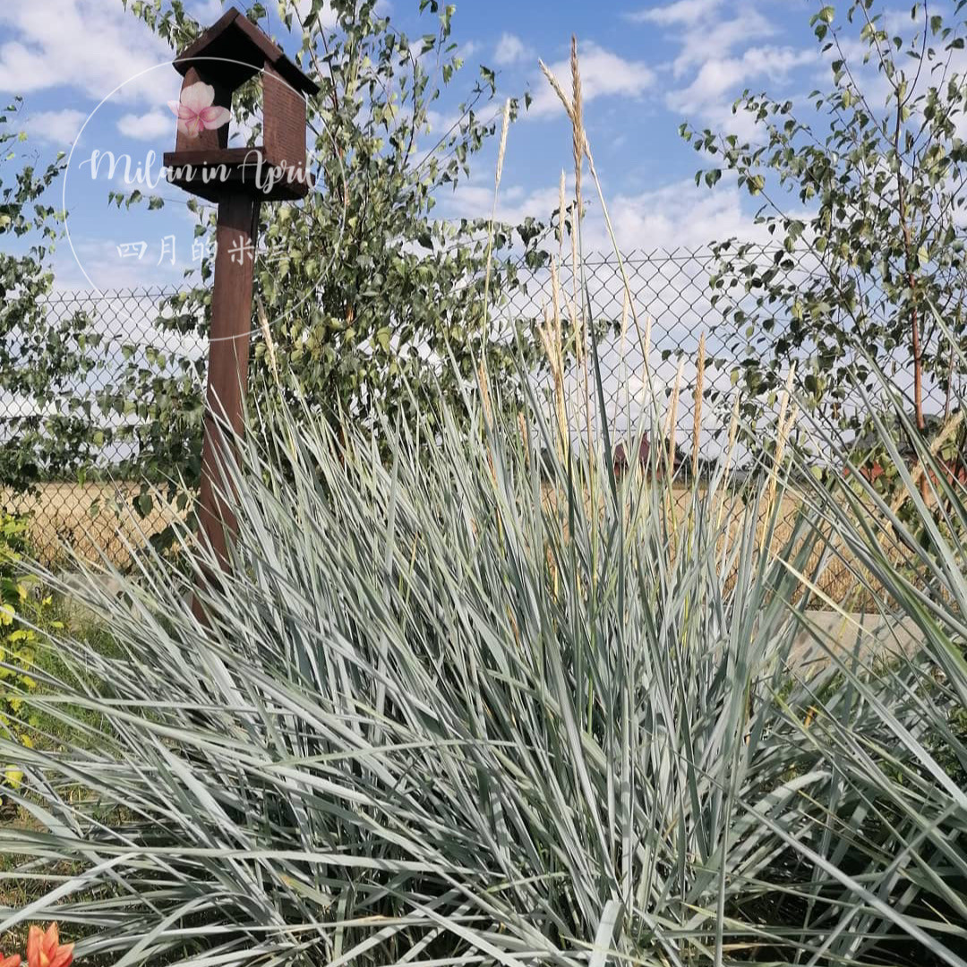 蓝羊茅 蓝色沙丘盆栽花境花卉配植庭院室外耐热耐寒多年生绿植