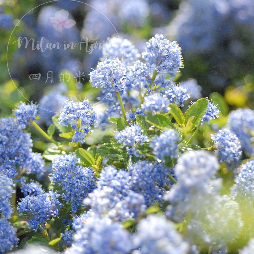 美洲茶蓝色海洋花量超大瑞滨浪漫优雅爆花盆栽花卉耐寒多年生庭院