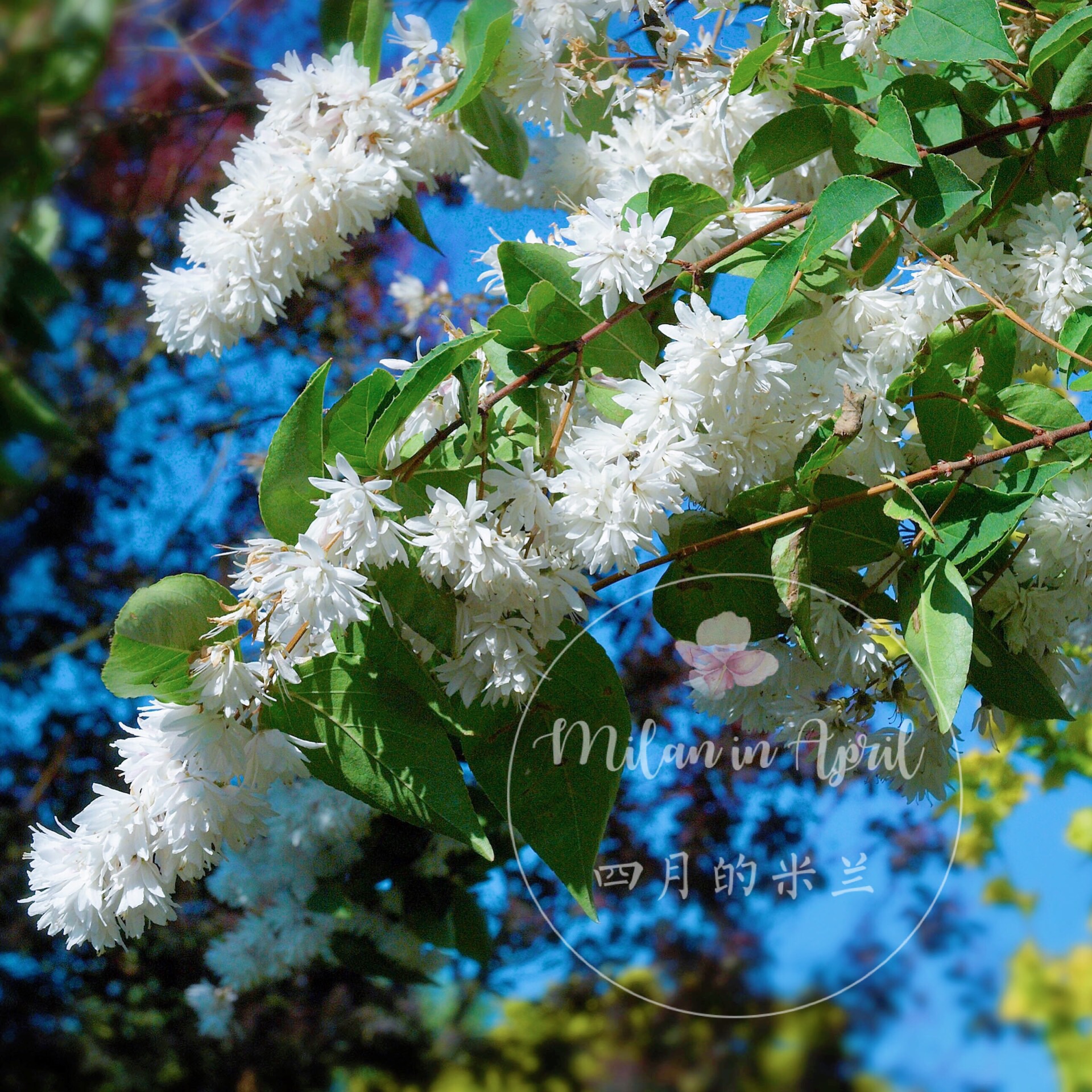 多年生玫瑰耐寒庭院四季小灌木